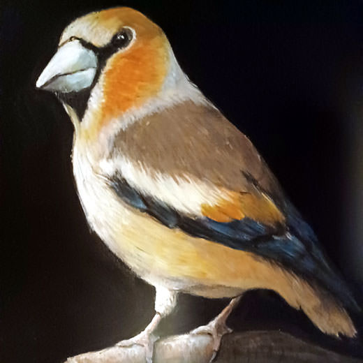 painting bird portrait